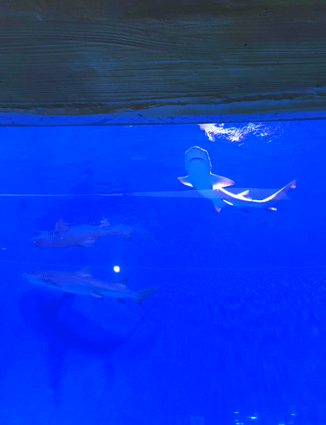 星空体育入口-水底漫步体验,探索奇妙的海底世界